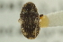  ( - CNC COLEO 00104407)  @13 [ ] CreativeCommons - Attribution (2012) CNC/CBG Photography Group Centre for Biodiversity Genomics