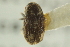  ( - CNC COLEO 00104408)  @12 [ ] CreativeCommons - Attribution (2012) CNC/CBG Photography Group Centre for Biodiversity Genomics