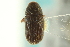  ( - CNC COLEO 00104480)  @11 [ ] CreativeCommons - Attribution (2012) CNC/CBG Photography Group Centre for Biodiversity Genomics
