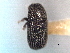  (Phloeotribus dentifrons - CNC COLEO 00104605)  @12 [ ] CreativeCommons - Attribution (2012) CNC/CBG Photography Group Centre for Biodiversity Genomics