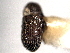  ( - CNC COLEO 00104606)  @11 [ ] CreativeCommons - Attribution (2012) CNC/CBG Photography Group Centre for Biodiversity Genomics