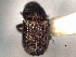  ( - CNC COLEO 00104685)  @11 [ ] CreativeCommons - Attribution (2012) CNC/CBG Photography Group Centre for Biodiversity Genomics
