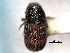  ( - CNC COLEO 00104691)  @11 [ ] CreativeCommons - Attribution (2012) CNC/CBG Photography Group Centre for Biodiversity Genomics