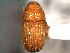  ( - CNC COLEO 00104697)  @11 [ ] CreativeCommons - Attribution (2012) CNC/CBG Photography Group Centre for Biodiversity Genomics