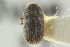  ( - CNC COLEO 00104861)  @11 [ ] CreativeCommons - Attribution (2012) CNC/CBG Photography Group Centre for Biodiversity Genomics