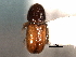  ( - CNC COLEO 00105384)  @11 [ ] CreativeCommons - Attribution (2012) CNC/CBG Photography Group Centre for Biodiversity Genomics