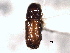  ( - CNC COLEO 00105434)  @11 [ ] CreativeCommons - Attribution (2012) CBG Photography Group Centre for Biodiversity Genomics