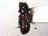  ( - CNC COLEO 00105440)  @11 [ ] CreativeCommons - Attribution (2012) CBG Photography Group Centre for Biodiversity Genomics