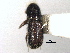  ( - CNC COLEO 00105453)  @11 [ ] CreativeCommons - Attribution (2012) CBG Photography Group Centre for Biodiversity Genomics
