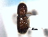  ( - CNC COLEO 00105455)  @11 [ ] CreativeCommons - Attribution (2012) CBG Photography Group Centre for Biodiversity Genomics
