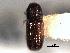  ( - CNC COLEO 00105462)  @11 [ ] CreativeCommons - Attribution (2012) CBG Photography Group Centre for Biodiversity Genomics