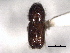  ( - CNC COLEO 00105563)  @11 [ ] CreativeCommons - Attribution (2012) CBG Photography Group Centre for Biodiversity Genomics