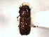  ( - CNC COLEO 00105564)  @11 [ ] CreativeCommons - Attribution (2012) CBG Photography Group Centre for Biodiversity Genomics