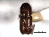  ( - CNC COLEO 00105574)  @11 [ ] CreativeCommons - Attribution (2012) CBG Photography Group Centre for Biodiversity Genomics