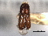  ( - CNC COLEO 00105575)  @11 [ ] CreativeCommons - Attribution (2012) CBG Photography Group Centre for Biodiversity Genomics
