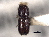  ( - CNC COLEO 00105582)  @11 [ ] CreativeCommons - Attribution (2012) CBG Photography Group Centre for Biodiversity Genomics