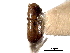  (Corthylocurus aguacatensis - CNC COLEO 00138220)  @11 [ ] CreativeCommons - Attribution (2012) CNC/CBG Photography Group Centre for Biodiversity Genomics