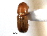  ( - CNC COLEO 00138229)  @11 [ ] CreativeCommons - Attribution (2012) CNC/CBG Photography Group Centre for Biodiversity Genomics