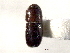  (Corthylus collaris - CNC COLEO 00138235)  @11 [ ] CreativeCommons - Attribution (2012) CNC/CBG Photography Group Centre for Biodiversity Genomics