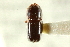  (Corthylus comatus - CNC COLEO 00138243)  @13 [ ] CreativeCommons - Attribution (2012) CNC/CBG Photography Group Centre for Biodiversity Genomics