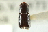  (Corthylus flagellifer - CNC COLEO 00138246)  @11 [ ] CreativeCommons - Attribution (2012) CNC/CBG Photography Group Centre for Biodiversity Genomics