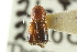  ( - CNC COLEO 00138249)  @11 [ ] CreativeCommons - Attribution (2012) CNC/CBG Photography Group Centre for Biodiversity Genomics