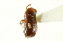  (Corthylus papulans - CNC COLEO 00138258)  @11 [ ] CreativeCommons - Attribution (2012) CNC/CBG Photography Group Centre for Biodiversity Genomics