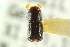 (Corthylus schaufussi - CNC COLEO 00138261)  @11 [ ] CreativeCommons - Attribution (2012) CNC/CBG Photography Group Centre for Biodiversity Genomics