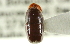  ( - CNC COLEO 00138263)  @11 [ ] CreativeCommons - Attribution (2012) CNC/CBG Photography Group Centre for Biodiversity Genomics