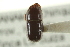  ( - CNC COLEO 00138266)  @11 [ ] CreativeCommons - Attribution (2012) CNC/CBG Photography Group Centre for Biodiversity Genomics