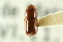  (Corthylus sentus - CNC COLEO 00138272)  @11 [ ] CreativeCommons - Attribution (2012) CNC/CBG Photography Group Centre for Biodiversity Genomics