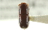  ( - CNC COLEO 00138277)  @11 [ ] CreativeCommons - Attribution (2012) CNC/CBG Photography Group Centre for Biodiversity Genomics