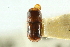  (Corthylus uniseptis - CNC COLEO 00138278)  @11 [ ] CreativeCommons - Attribution (2012) CNC/CBG Photography Group Centre for Biodiversity Genomics