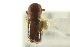  ( - CNC COLEO 00138281)  @11 [ ] CreativeCommons - Attribution (2012) CNC/CBG Photography Group Centre for Biodiversity Genomics