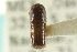  ( - CNC COLEO 00138282)  @11 [ ] CreativeCommons - Attribution (2012) CNC/CBG Photography Group Centre for Biodiversity Genomics