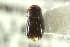  (Corthylus villus - CNC COLEO 00138283)  @11 [ ] CreativeCommons - Attribution (2012) CNC/CBG Photography Group Centre for Biodiversity Genomics