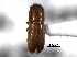  (Gnatholeptus semiermis - CNC COLEO 00138286)  @11 [ ] CreativeCommons - Attribution (2012) CNC/CBG Photography Group Centre for Biodiversity Genomics
