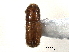  (Gnatholeptus shannoni - CNC COLEO 00138288)  @11 [ ] CreativeCommons - Attribution (2012) CNC/CBG Photography Group Centre for Biodiversity Genomics