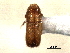  ( - CNC COLEO 00138290)  @11 [ ] CreativeCommons - Attribution (2012) CNC/CBG Photography Group Centre for Biodiversity Genomics
