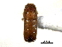  ( - CNC COLEO 00138291)  @11 [ ] CreativeCommons - Attribution (2012) CNC/CBG Photography Group Centre for Biodiversity Genomics