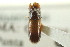  (Gnatholeptus omissus - CNC COLEO 00138292)  @11 [ ] CreativeCommons - Attribution (2012) CNC/CBG Photography Group Centre for Biodiversity Genomics