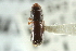  (Gnathotrichus denticulatus - CNC COLEO 00138297)  @11 [ ] CreativeCommons - Attribution (2012) CNC/CBG Photography Group Centre for Biodiversity Genomics