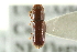  ( - CNC COLEO 00138300)  @11 [ ] CreativeCommons - Attribution (2012) CNC/CBG Photography Group Centre for Biodiversity Genomics