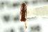  (Gnathotrichus pilosus - CNC COLEO 00138305)  @11 [ ] CreativeCommons - Attribution (2012) CNC/CBG Photography Group Centre for Biodiversity Genomics