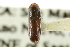  ( - CNC COLEO 00138311)  @11 [ ] CreativeCommons - Attribution (2012) CNC/CBG Photography Group Centre for Biodiversity Genomics