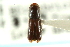  ( - CNC COLEO 00138313)  @11 [ ] CreativeCommons - Attribution (2012) CNC/CBG Photography Group Centre for Biodiversity Genomics