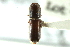  ( - CNC COLEO 00138315)  @11 [ ] CreativeCommons - Attribution (2012) CNC/CBG Photography Group Centre for Biodiversity Genomics
