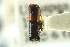  (Monarthrum conversum - CNC COLEO 00138320)  @11 [ ] CreativeCommons - Attribution (2012) CNC/CBG Photography Group Centre for Biodiversity Genomics
