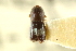  ( - CNC COLEO 00138331)  @11 [ ] CreativeCommons - Attribution (2012) CNC/CBG Photography Group Centre for Biodiversity Genomics