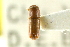  ( - CNC COLEO 00138334)  @11 [ ] CreativeCommons - Attribution (2012) CNC/CBG Photography Group Centre for Biodiversity Genomics